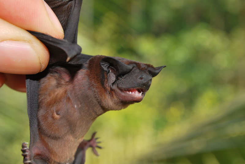 Cientistas encontraram duas novas espécies de morcegos-cão
