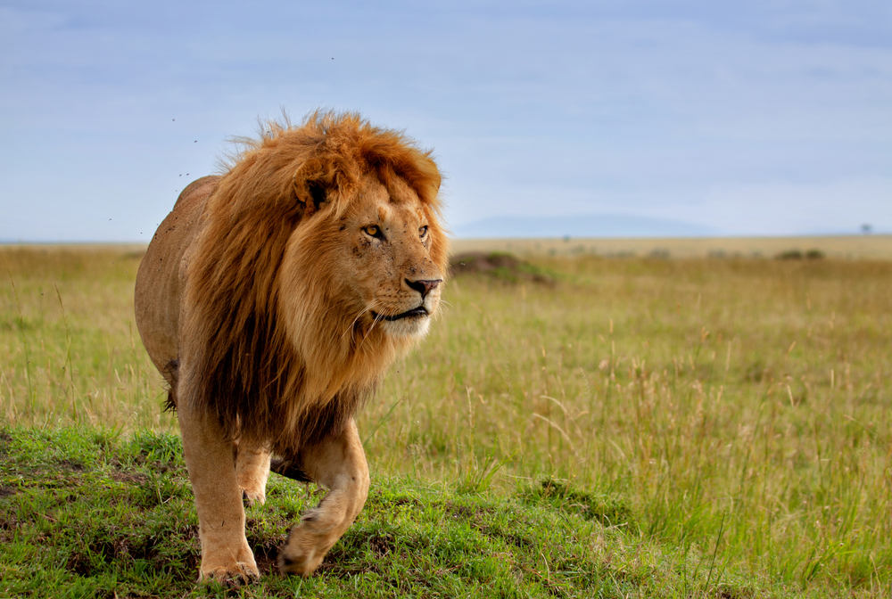 Caçador de leões morre durante caçada
