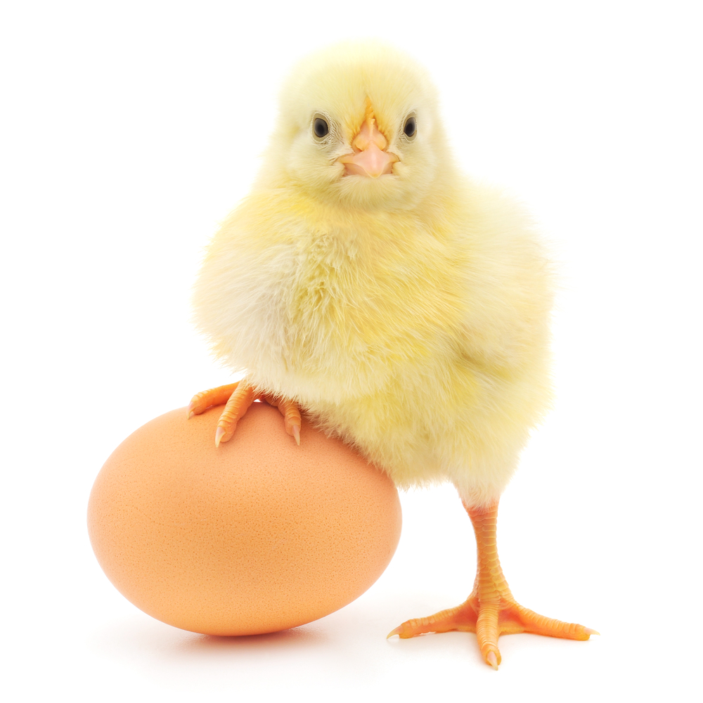 Afinal, quem nasceu primeiro: o ovo ou a galinha?
