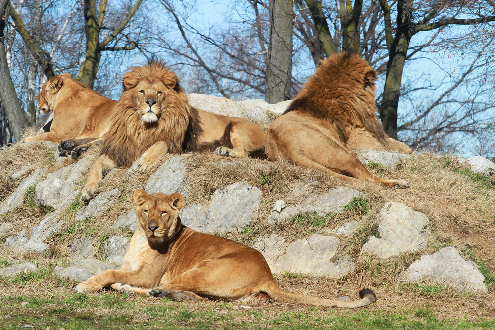 Grupo de leões mata caçador furtivo