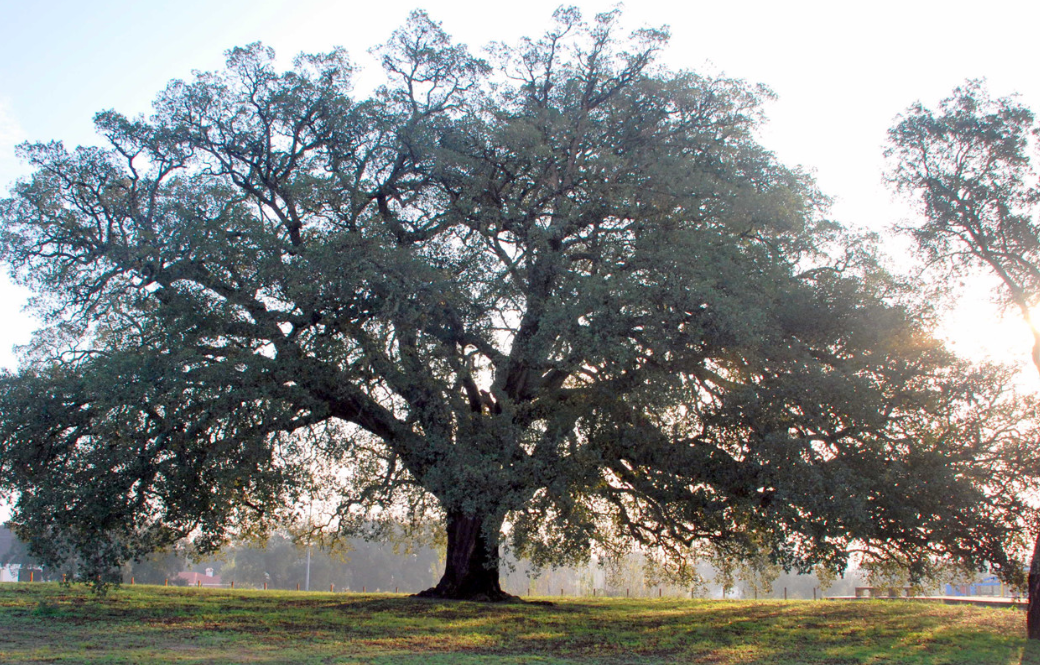 Maior sobreiro do mundo é português e está nomeado para Árvore Europeia do Ano