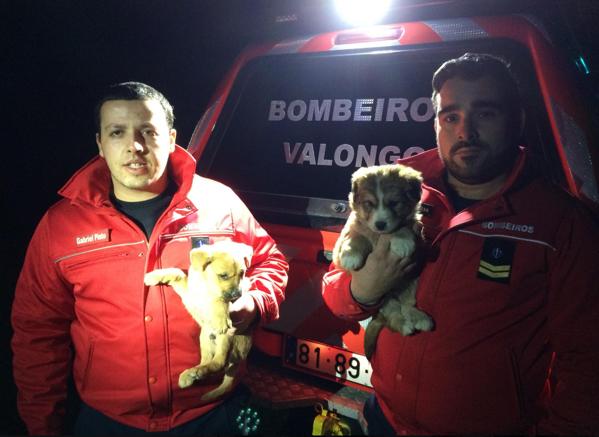Bombeiros de Valongo resgatam dois cães de uma caixa de água