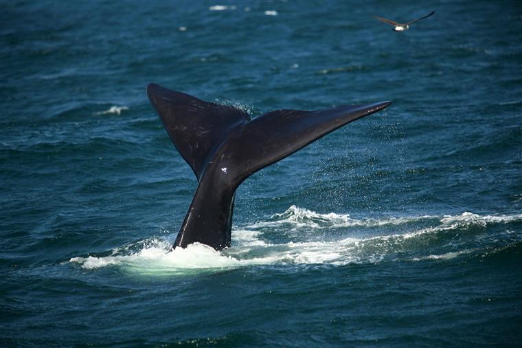 Microplásticos colocam baleias e tubarões em risco