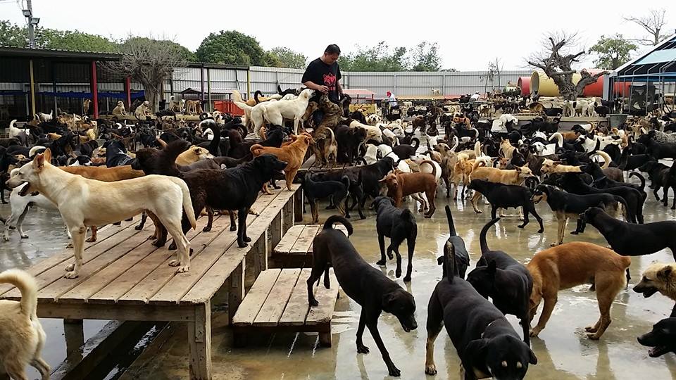 Família deixou tudo para se dedicar a cuidar de 3 mil cães abandonados |FOTOS