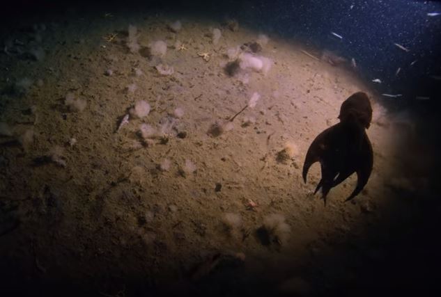 Exploradores descem aos 1000 metros de profundidade no Antártico | VÍDEO