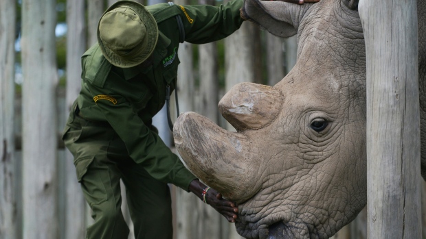 Sudan, o último rinoceronte-branco-do-norte macho, faleceu