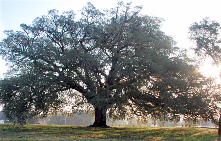 Sobreiro assobiador português eleita árvore europeia do ano