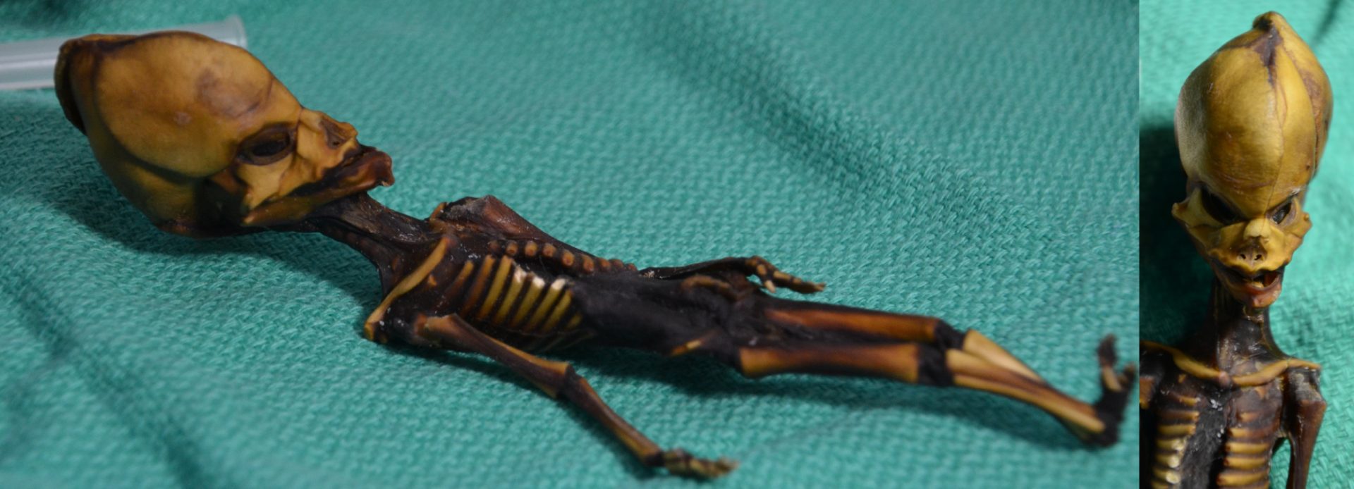 Testes de ADN revelam segredo sobre esqueleto alienígena de Atacama