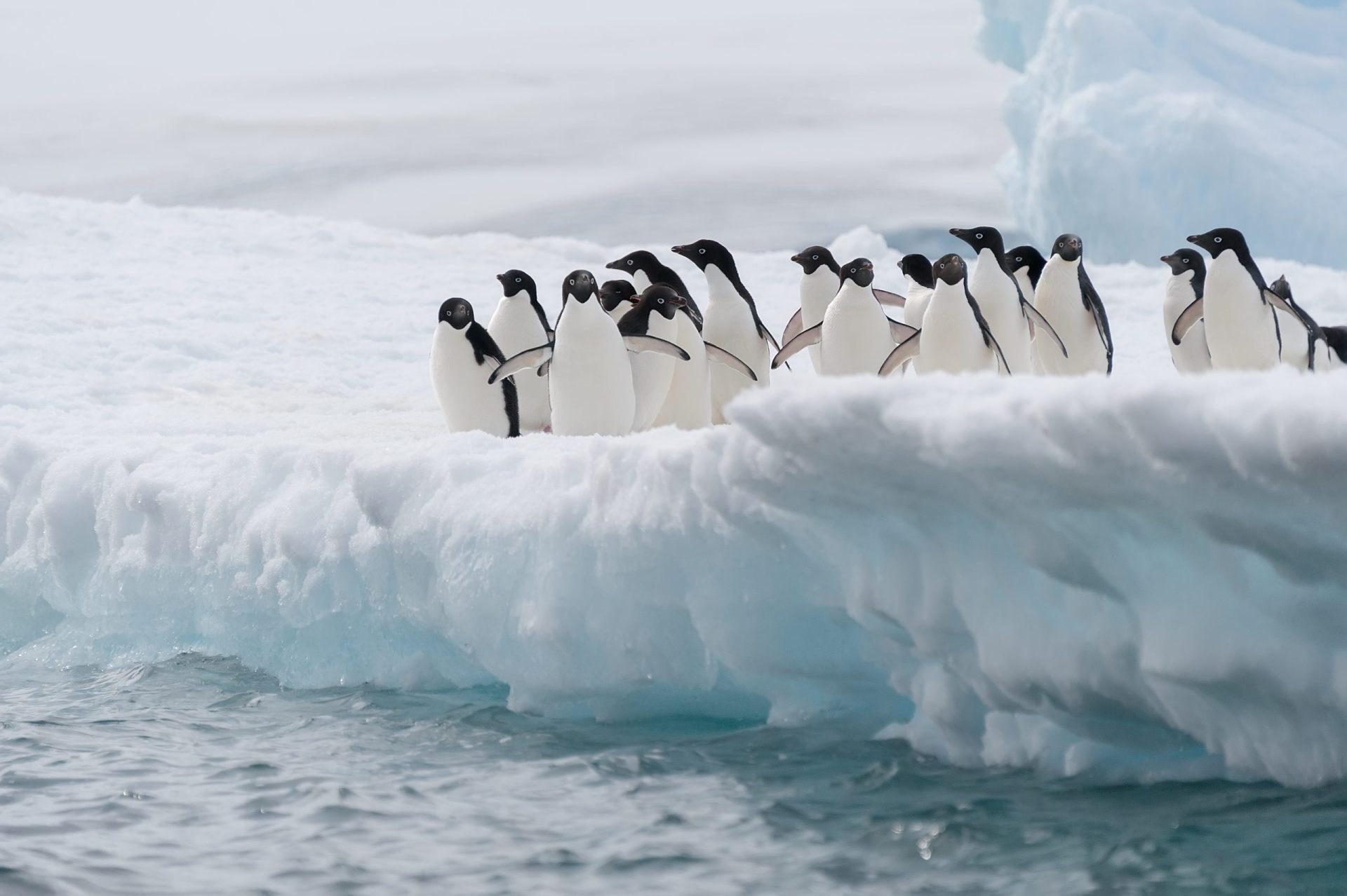 Encontrados cerca de 1,5 milhões de pinguins que estavam &#8216;escondidos&#8217; por glaciares antárticos
