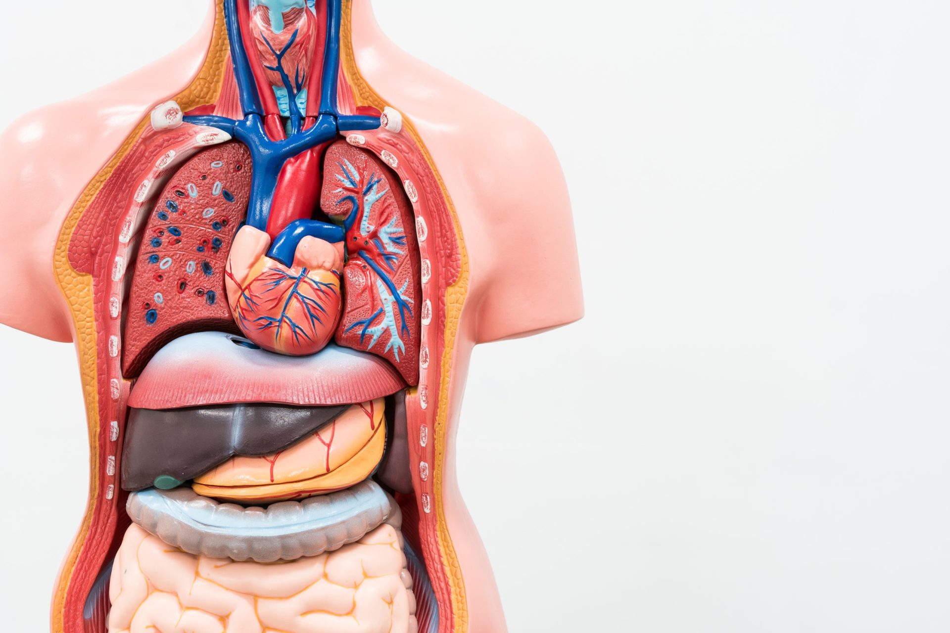 Cientistas descobrem novo órgão no corpo humano