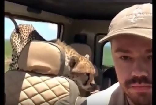 O momento em que uma chita entra num carro de turistas durante um safari | VÍDEO