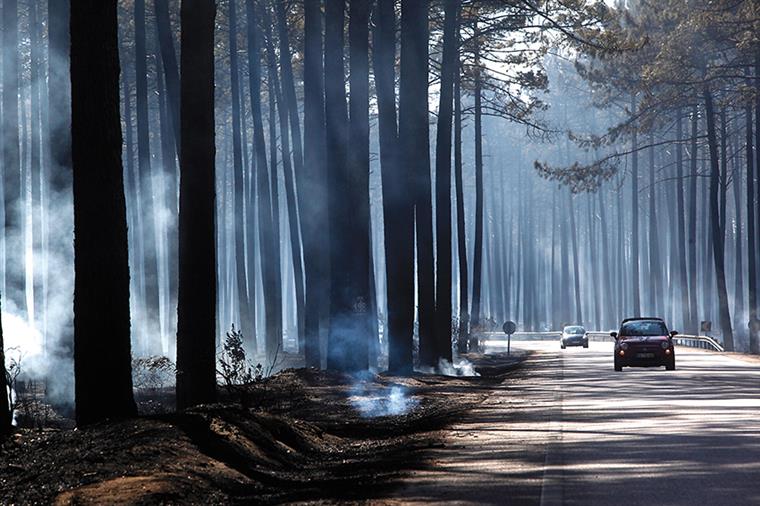 Homem confessa ter ateado incêndio florestal por ter bebido uns copos