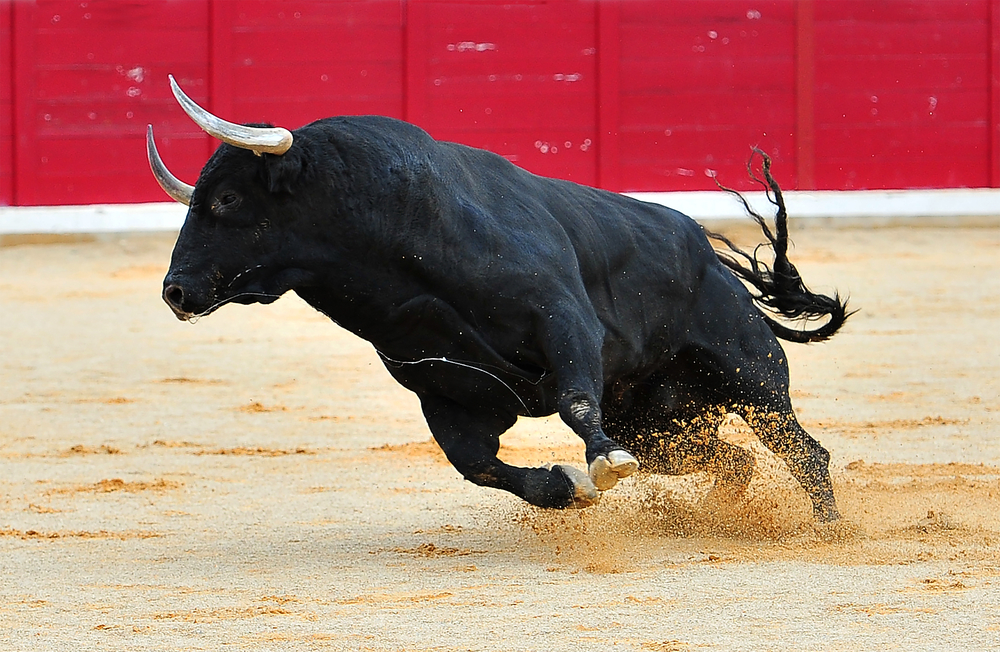 Espanha. Homem morre colhido por touro