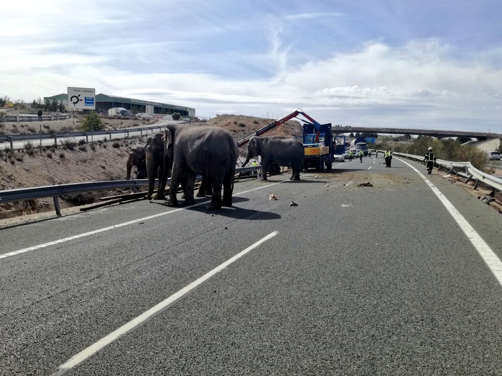 Espanha. Elefantes à solta em plena autoestrada
