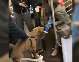 Pitbull ataca mulher no metro | VÍDEO