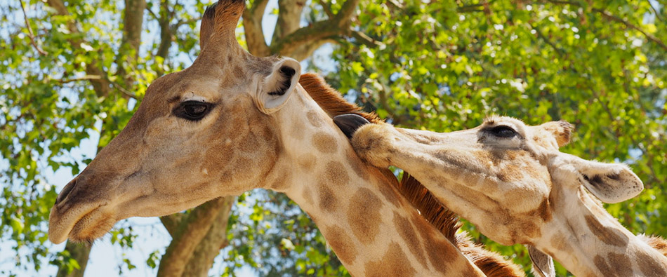 Girafa do Jardim Zoológico morre ao cair no fosso