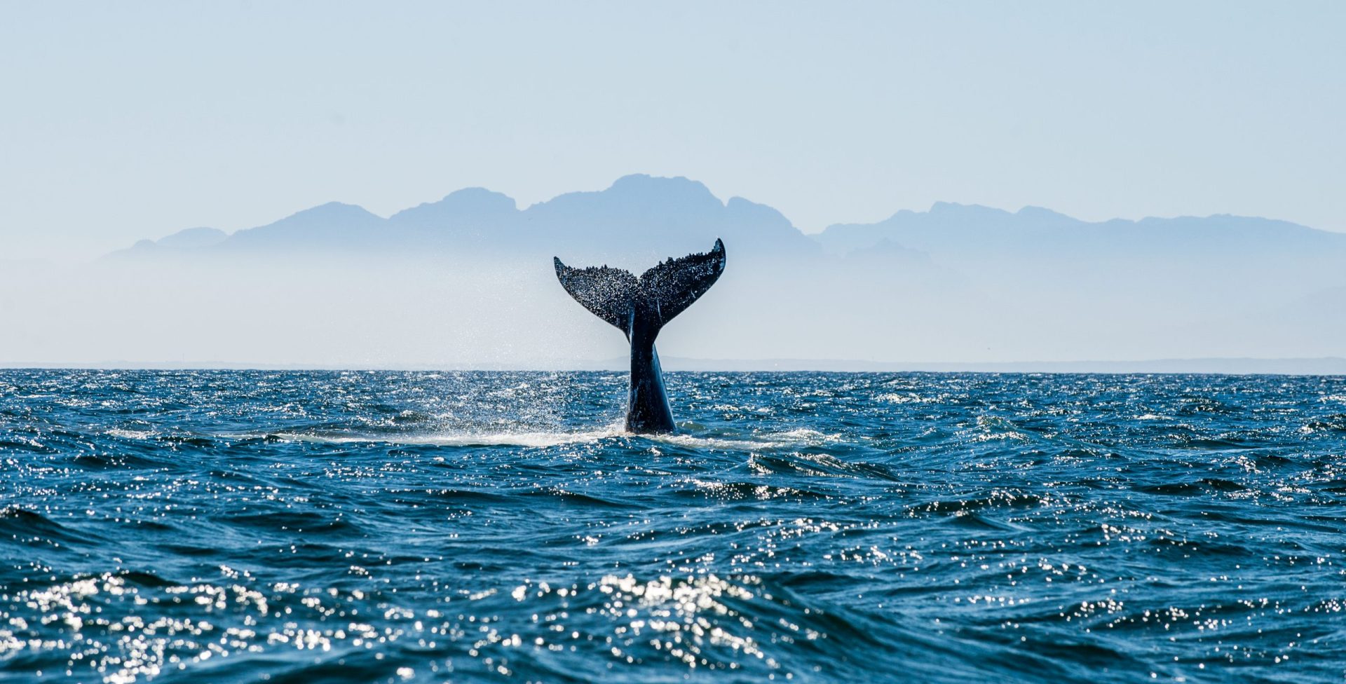 Caça no Japão matou mais de 120 baleias grávidas