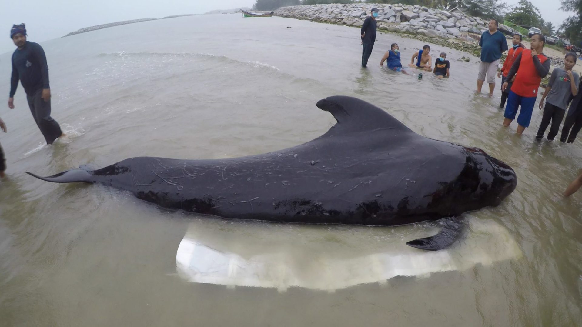 Tailândia. Baleia morre depois de comer 80 sacos de plástico