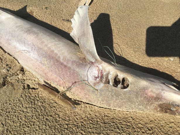 Mais de 50 tubarões mortos dão à costa no País de Gales
