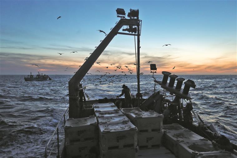 Novo relatório da FAO alerta para a deterioração dos recursos pesqueiros