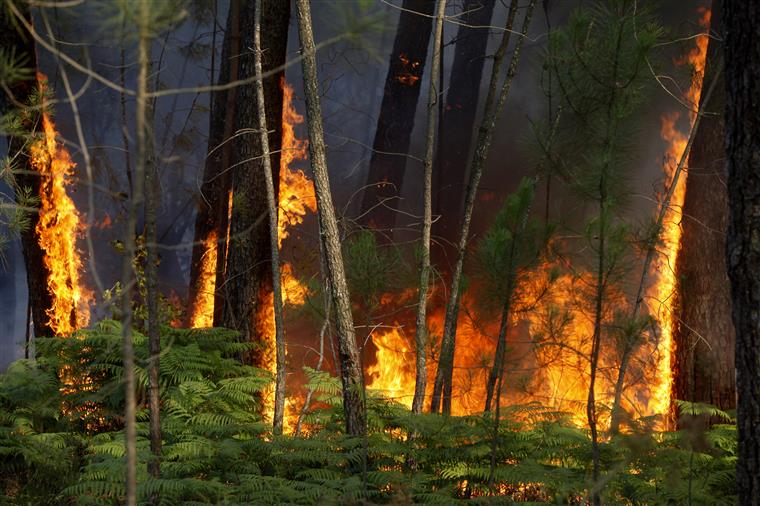 Vento forte dificulta combate às chamas em Póvoa de Lanhoso, distrito de Braga