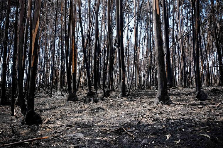Área ardida este ano devido a incêndios regista o terceiro valor mais baixo da última década