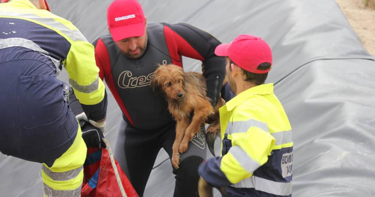 Bombeiros salvam cães de afogamento em Guimarães