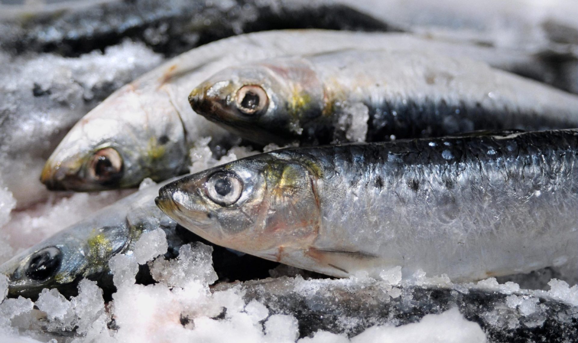 Governo revoga pesca de sardinha misturada com outro peixes