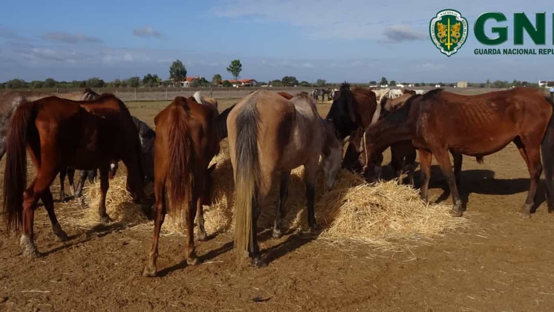 Cavalos encontrados em condições de subnutrição acabam por morrer no Alentejo