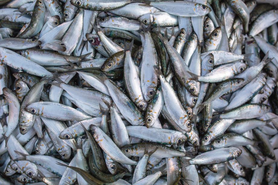 Pescadores exigem aumento de quota da sardinha