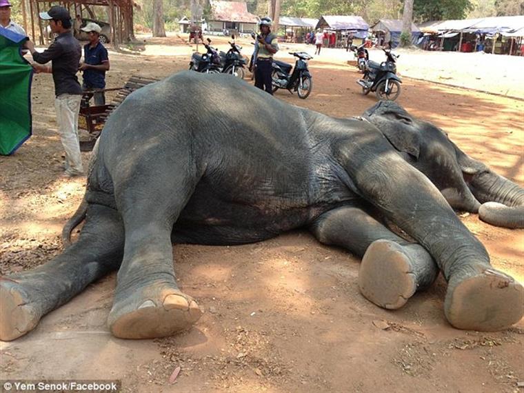 Sri Lanca. Elefante morre de exaustão após transportar turistas