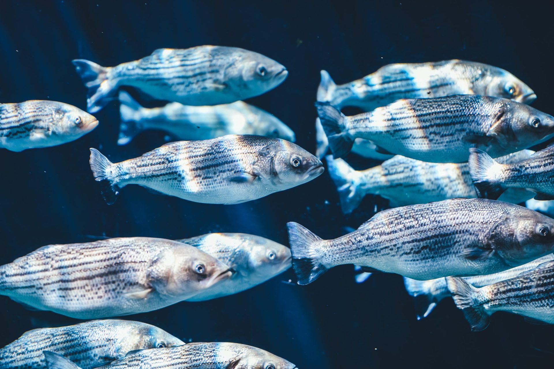 Quanto tempo demoraria a distinguir 100 peixes quase iguais num tanque?