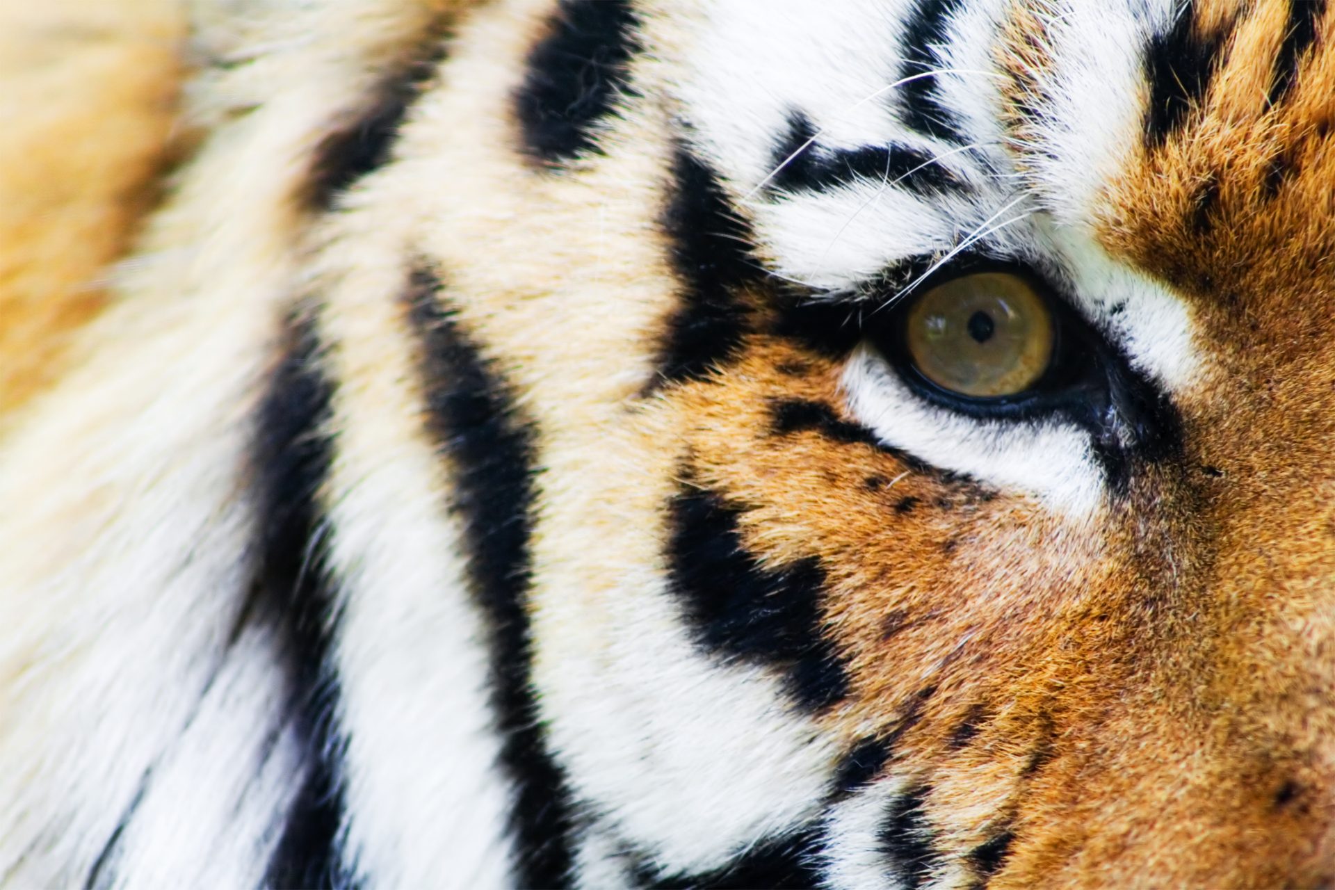 Tigres podem já não existir daqui a 10 anos, diz organização ambiental