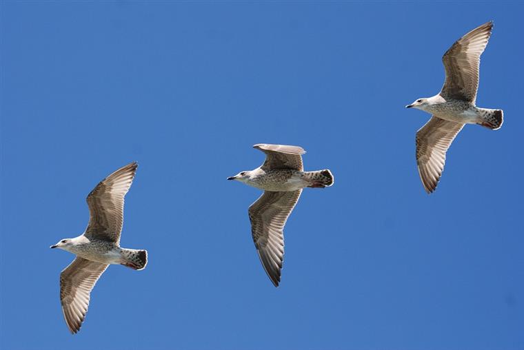 PAN quer realizar estudo sobre gaivotas