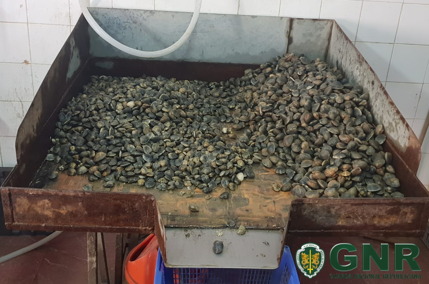 GNR apreende mais de tonelada e meia de pescado ilegal