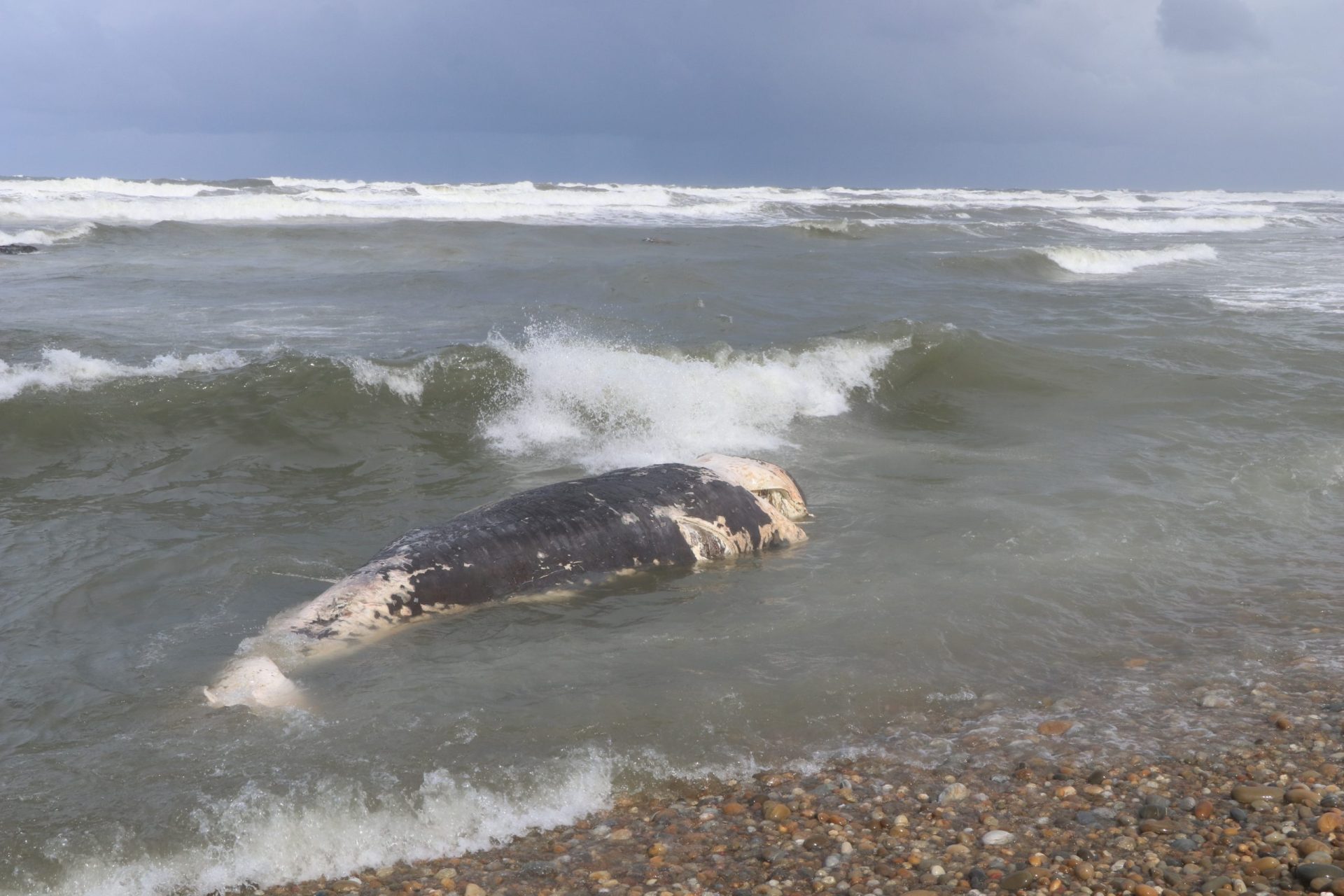 Baleia morta dá à costa em Esposende