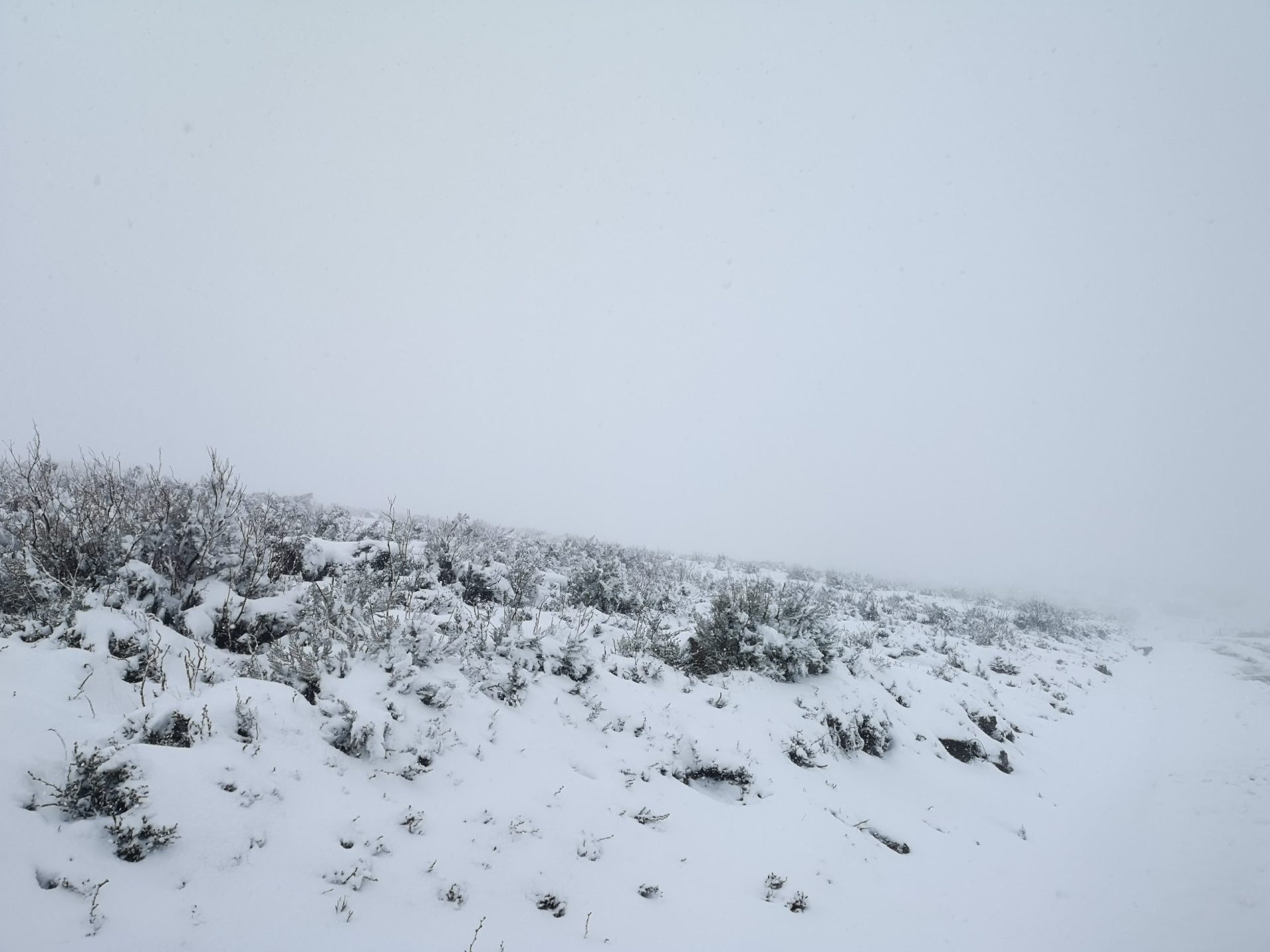 Neve pinta Serra da Cabreira de branco | Fotogaleria