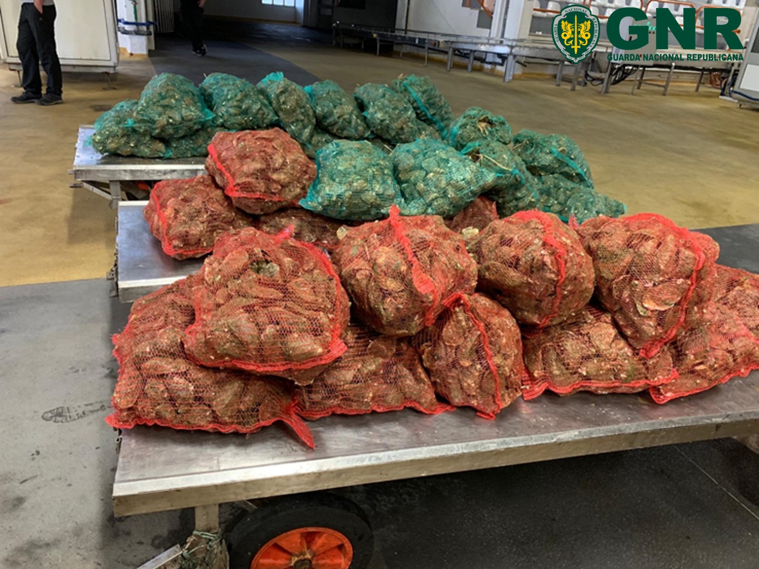 Apreendidos 720 quilos de ostra japonesa na Ria de Alvor
