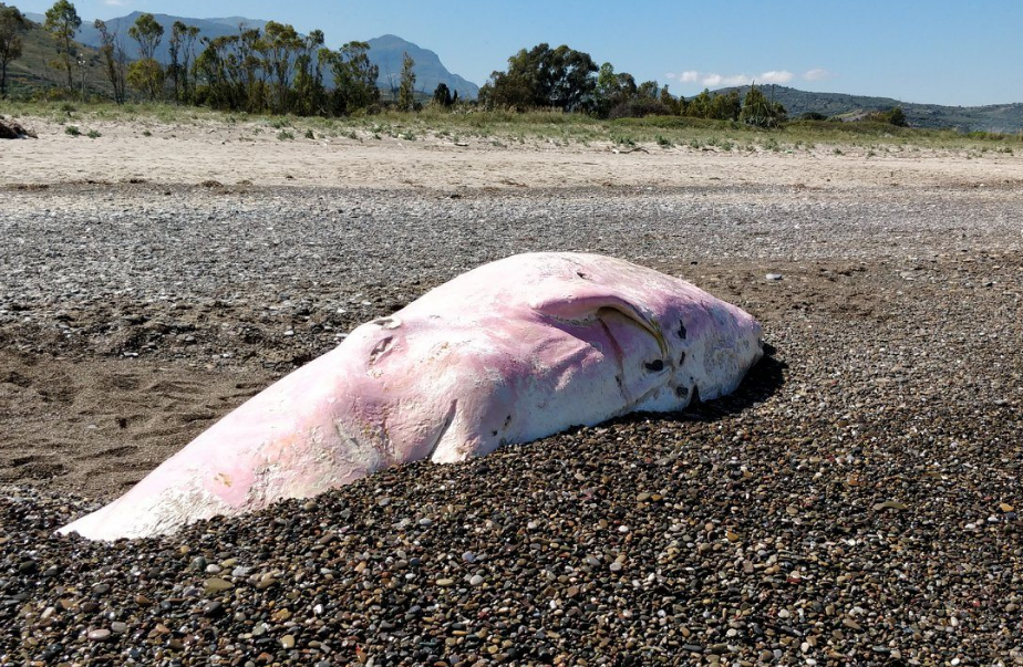Encontrado morto cachalote bebé com plástico no estômago
