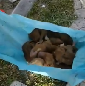 Seis cães bebés foram abandonados e deixados dentro de um contentor do lixo