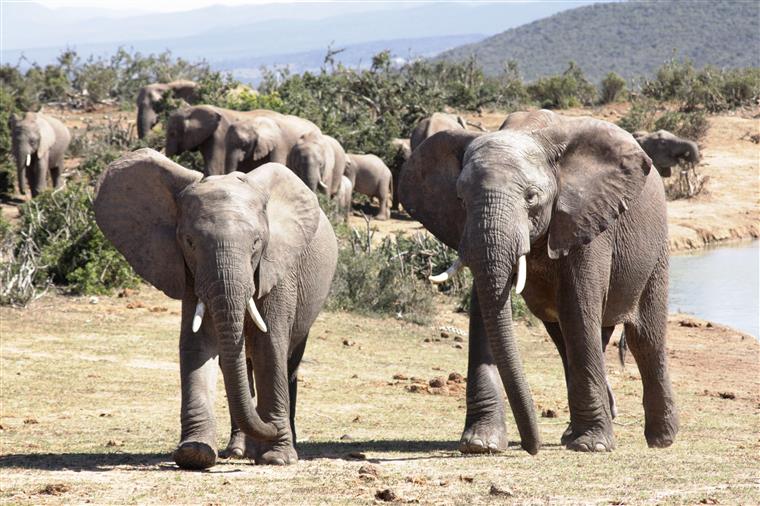 Fim da proibição de caça aos elefantes no Botswana