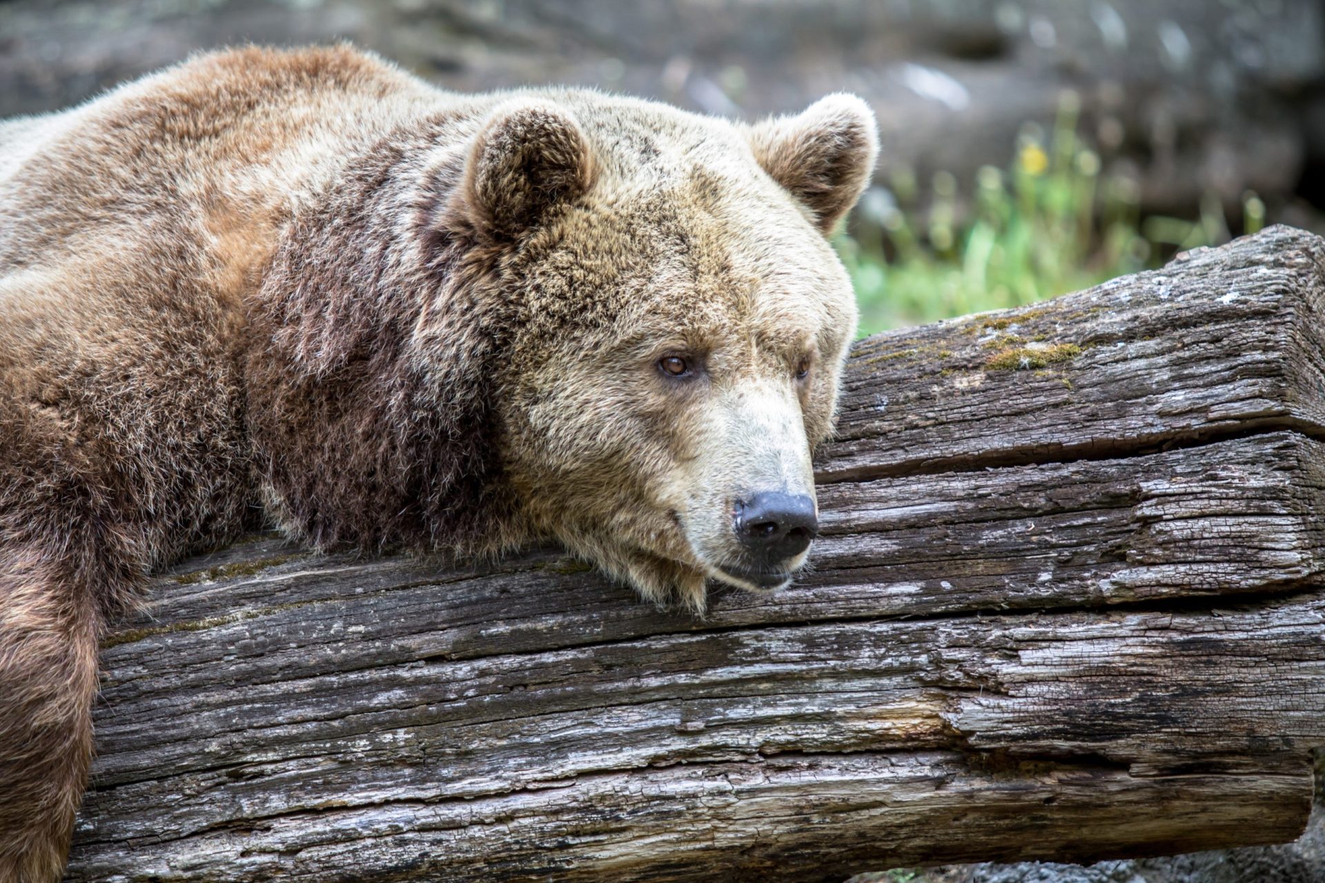 Encontrada espécie de urso dada como extinta em Portugal