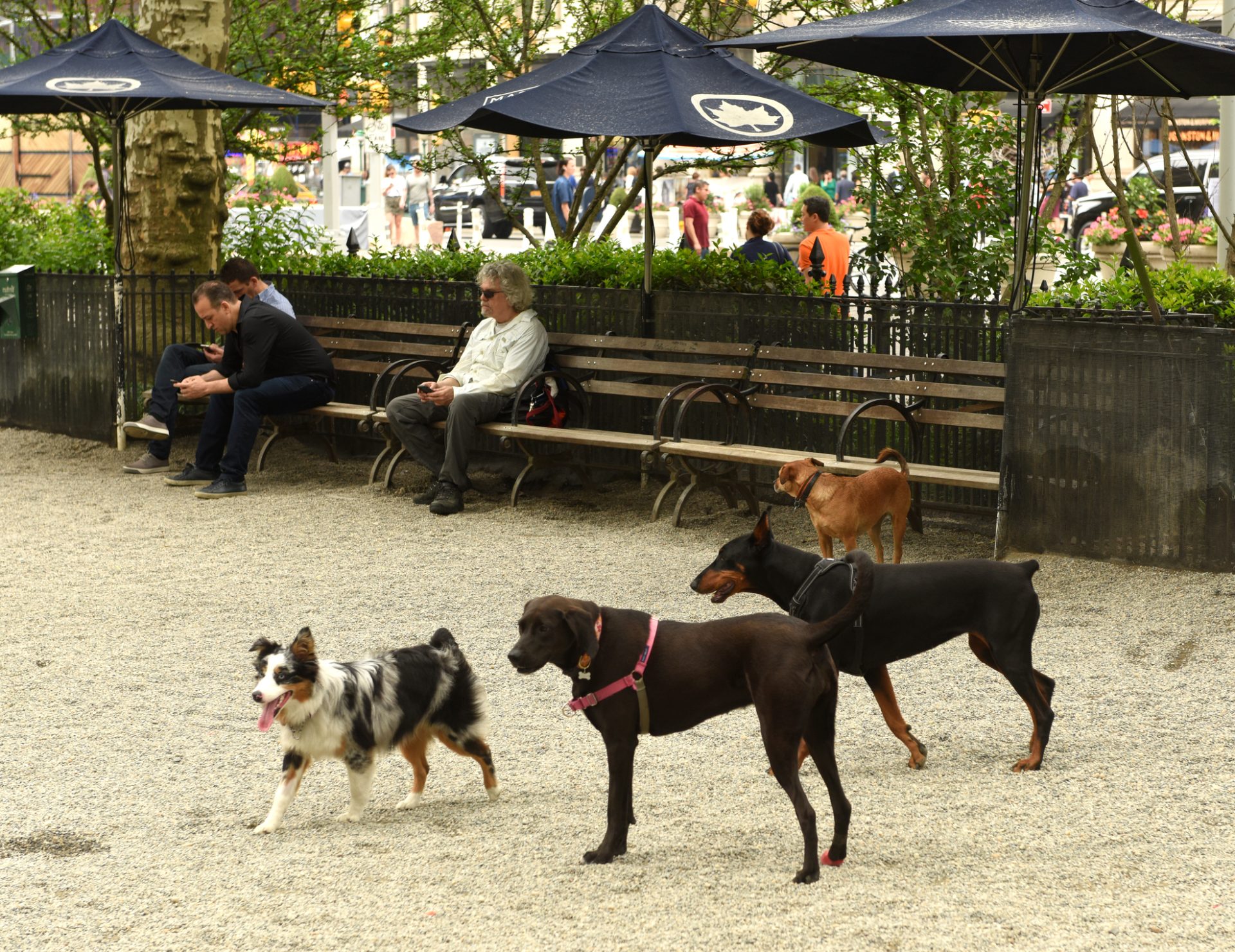 Proibição de corridas de cães vai ser discutida no Parlamento