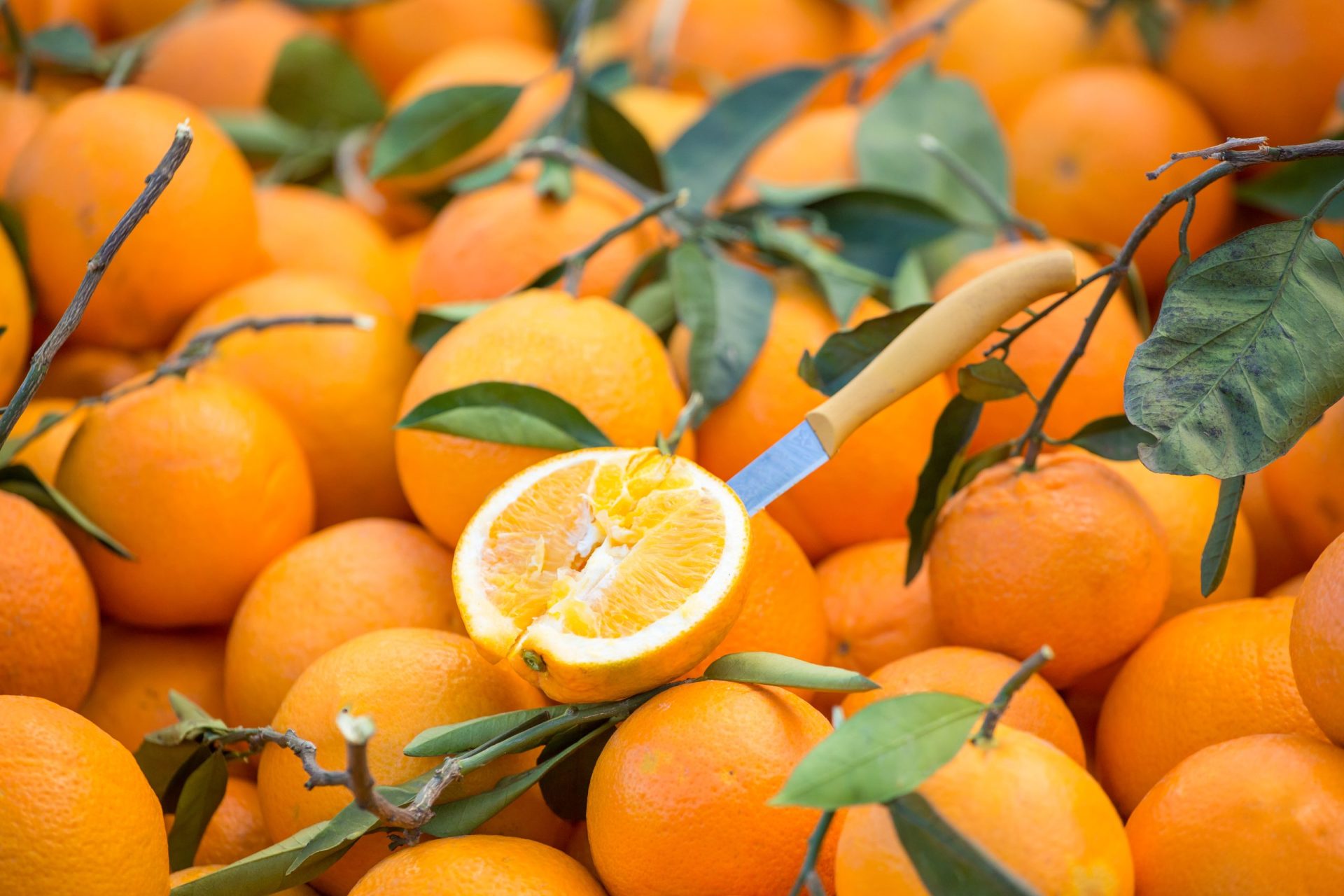 Produção de laranja é a mais alta em 30 anos