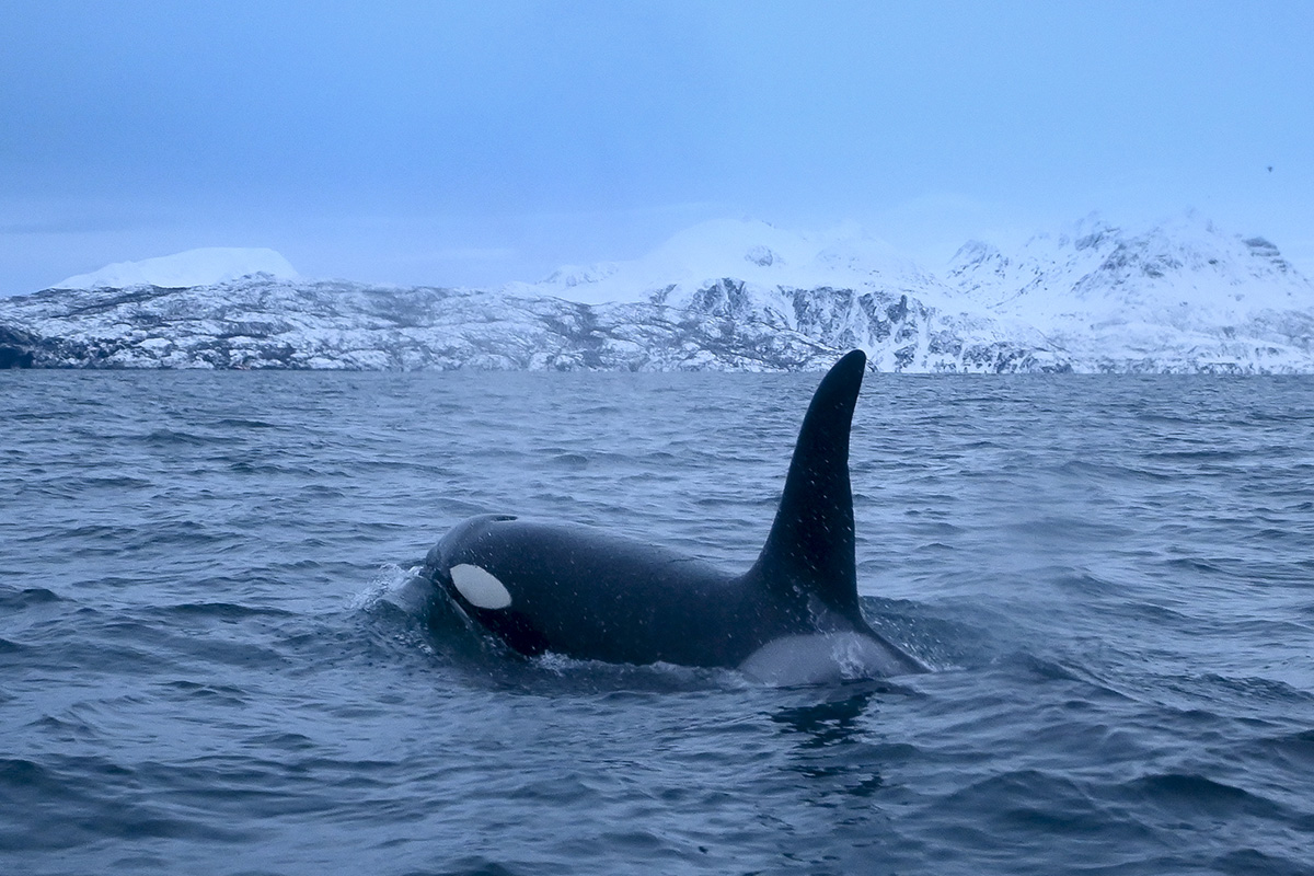 Baleias e golfinhos em risco de extinção, alertam cientistas