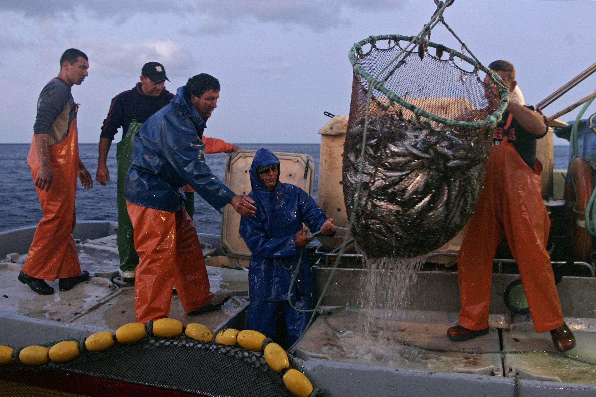 Pesca da sardinha reabre a 1 de junho por dois meses