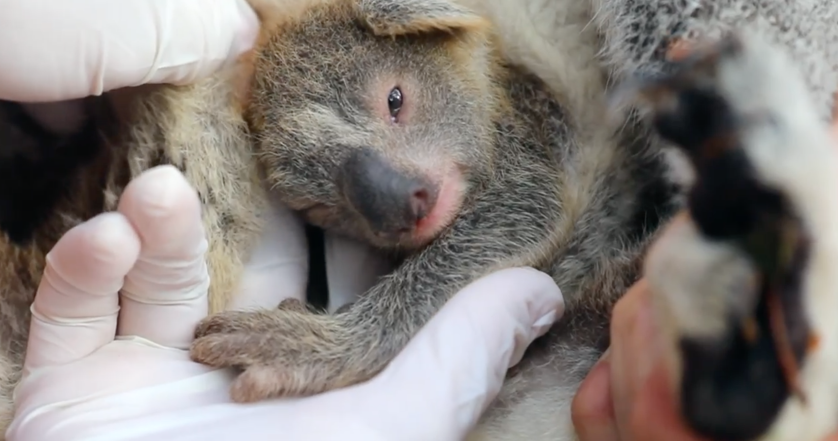 Nasceu o primeiro coala depois dos incêndios na Austrália [vídeo]