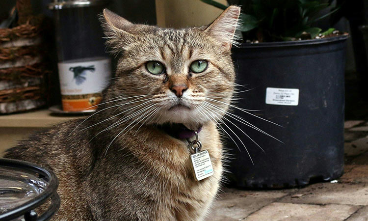 Detetado primeiro gato infetado por covid-19 em Espanha