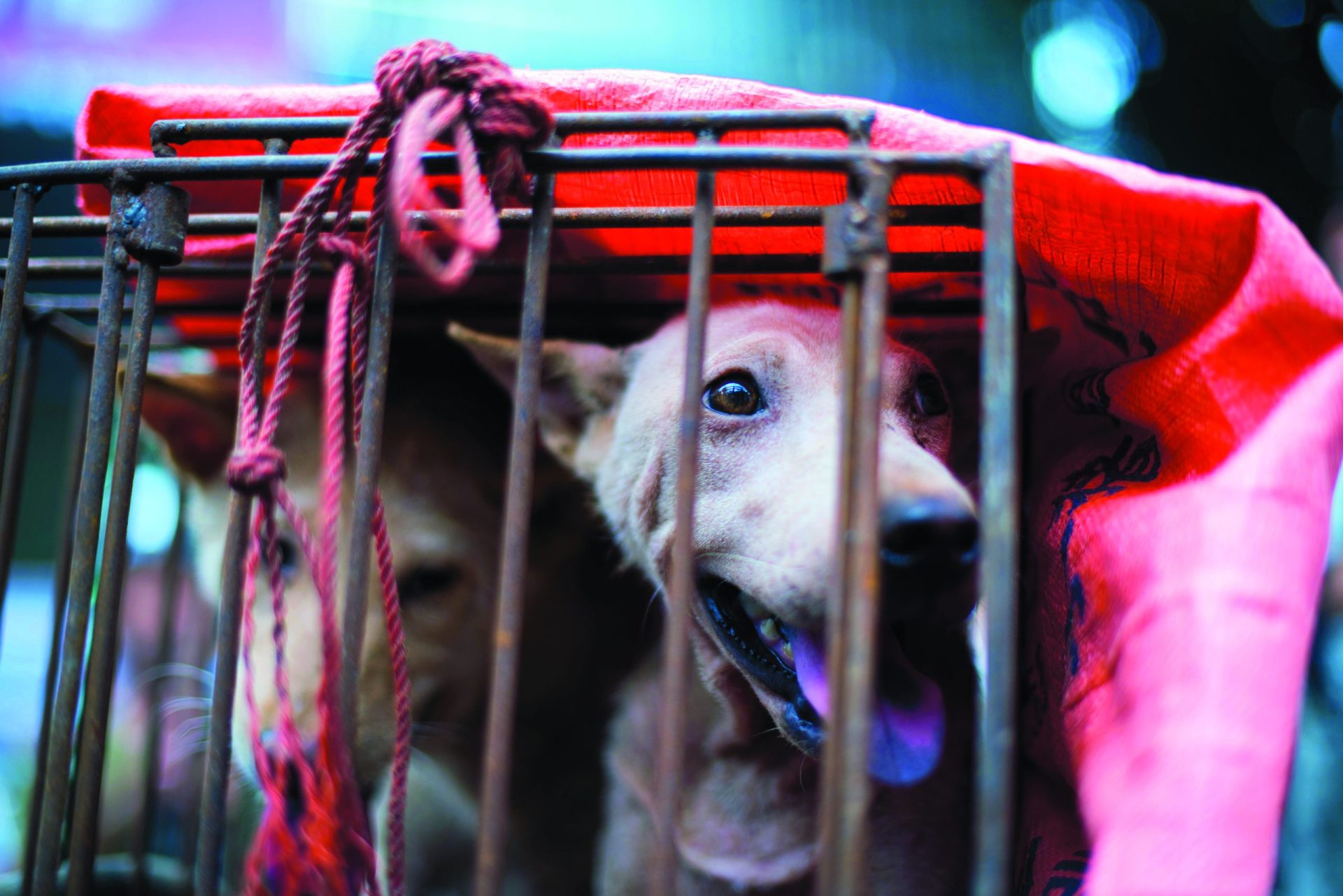 O festival de carne de cão que indigna a maioria dos chineses