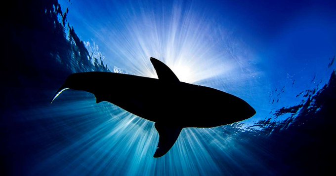 Austrália. Surfista morre após ataque de tubarão branco